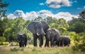 Elephants family in Kruger National Park, South Africa