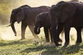 Elephants family on thre Serengeti road