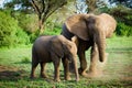 Elephants family Royalty Free Stock Photo