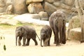 Elephants family with two cubs Royalty Free Stock Photo