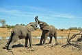 Elephants Fighting Royalty Free Stock Photo