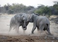 elephants fighting. Royalty Free Stock Photo