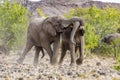 Elephants fighting in the Etosha national park Royalty Free Stock Photo