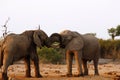 Elephants fighting for the right to mate Royalty Free Stock Photo