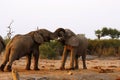 Elephants fighting for the right to mate Royalty Free Stock Photo