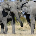 Elephants fighting - Savuti - Botswana Royalty Free Stock Photo