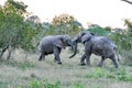 Elephants Fighting