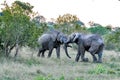 Elephants Fighting Royalty Free Stock Photo