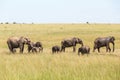 Elephants flock on the savanna Royalty Free Stock Photo