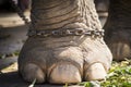 Elephants foot in chains