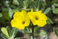 Elephants foot plant Pachypodium rosulatum