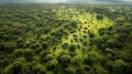 Elephants in forest - Aerial shot