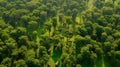 Elephants in forest - Aerial shot