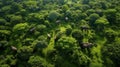Elephants in forest - Aerial shot