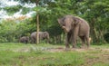 3 Elephants in the forest with the closest one that lift up the trunk