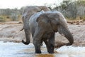 Elephants getting muddy Royalty Free Stock Photo