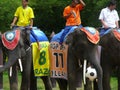 Elephants Getting Ready to Play Soccer