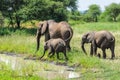 Elephants getting refreshed in Tarangire Park, Tanzania Royalty Free Stock Photo