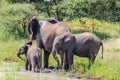 Elephants getting refreshed in Tarangire Park, Tanzania