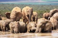 Elephants getting wet and muddy