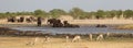 Elephants, giraffe and impalas around the waterhole