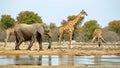 Elephants and giraffes watering Royalty Free Stock Photo