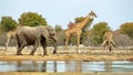 Elephants and giraffes watering