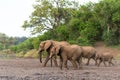 Elephants in an almost dry riverbed in Mashatu Game Reserve Royalty Free Stock Photo