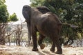 Elephants in Gonarezhou