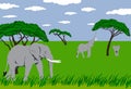 Elephants in grassland