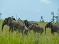 elephants in the grassland in africa Royalty Free Stock Photo