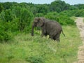 elephants in the grassland in africa Royalty Free Stock Photo