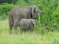 elephants in the grassland in africa Royalty Free Stock Photo