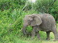 elephants in the grassland in africa Royalty Free Stock Photo