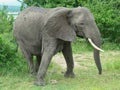 elephants in the grassland in africa Royalty Free Stock Photo