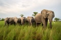 Elephants grazing in a green field