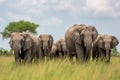 Elephants grazing in a green field