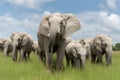 Elephants grazing in a green field