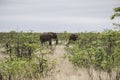 Elephants grazing and migrating on dirt road, Kruger National Park, South Africa