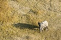 Elephant grazing Royalty Free Stock Photo