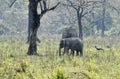 Elephants grazing in a park