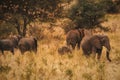 A herd of Elephants at Meru National Park, Kenya