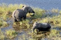 Elephants grazing in water Royalty Free Stock Photo