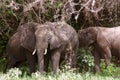 Elephants