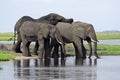 Elephants having a drink at the Chobe River Royalty Free Stock Photo