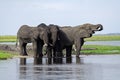 Elephants having a drink at the Chobe River Royalty Free Stock Photo