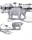 Elephants Held Captive