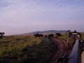 Elephants herd on African savanna.