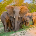 Elephants, herd