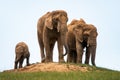 Elephants herd, elephant family, two female and baby Royalty Free Stock Photo